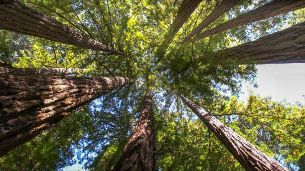 How Our Tree Care Process Works  in  Crowley Lake, CA