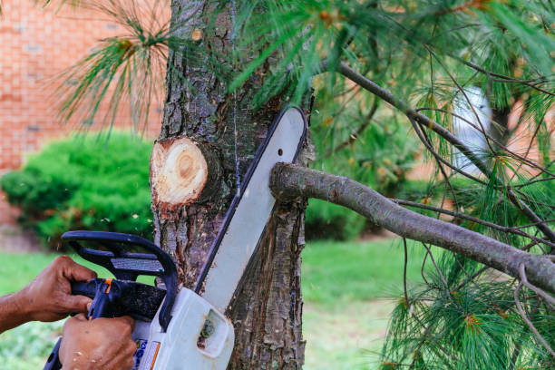 Best Tree Trimming and Pruning  in Crowley Lake, CA